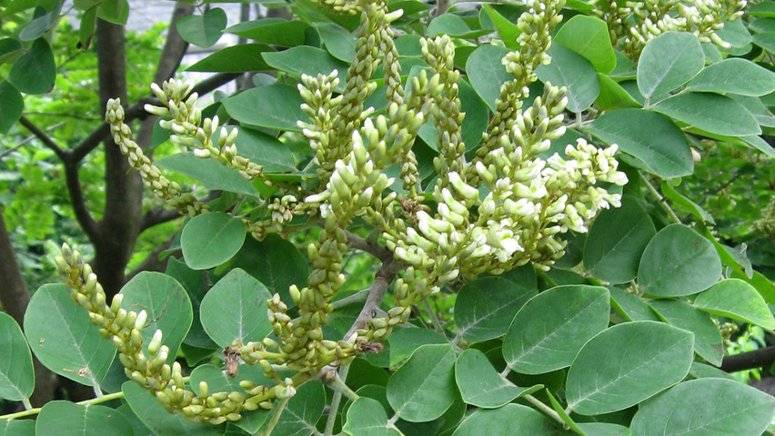 Maackia amurensis Blumen