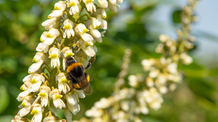 Maackia amurensis цветки