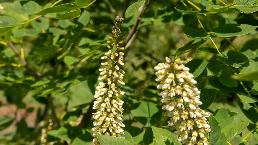 Maackia amurensis цветки