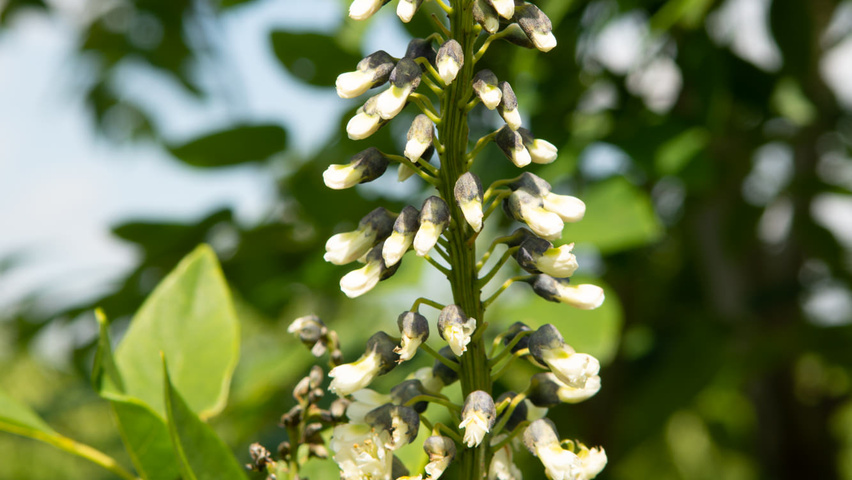 Maackia amurensis цветки