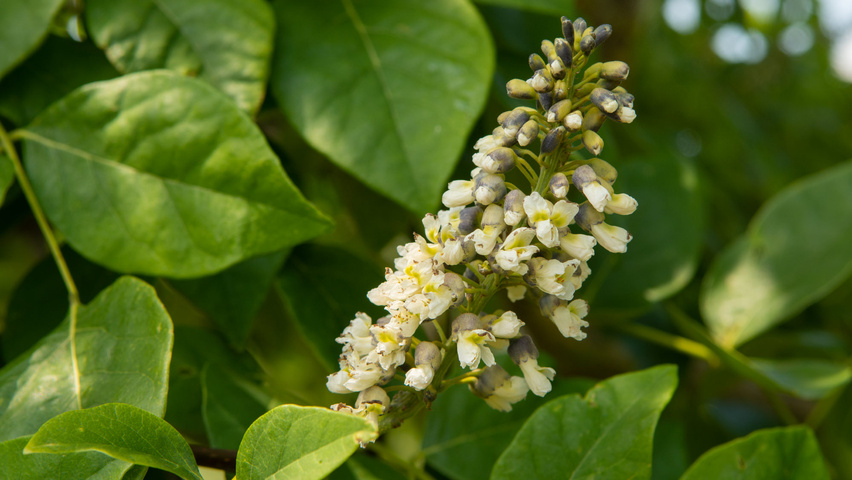 Maackia amurensis цветки