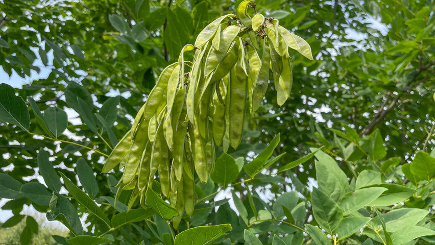 Maackia amurensis плоды