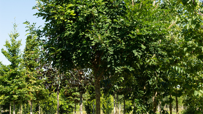 Maackia amurensis Деревья с высоким стволом (стандарт)