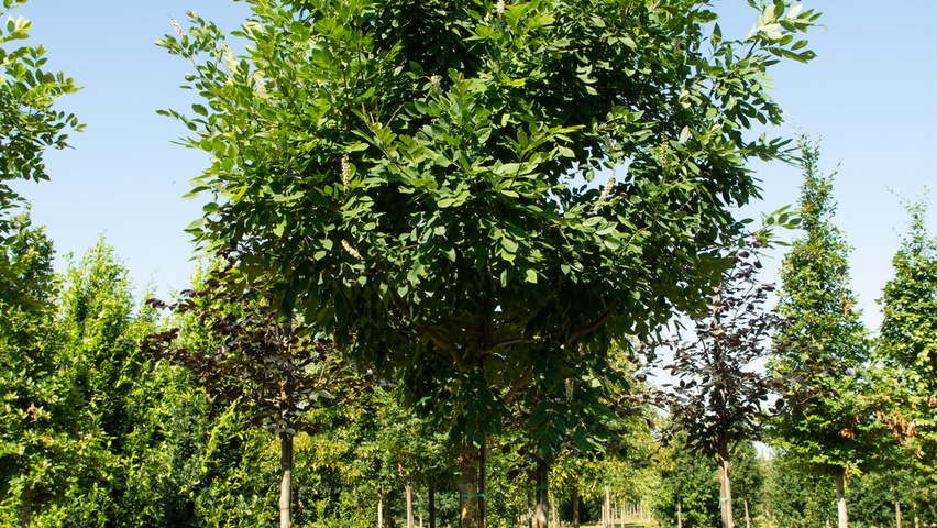 Maackia amurensis Деревья с высоким стволом (стандарт)