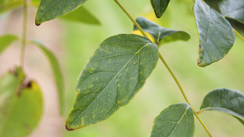 Maackia amurensis листья