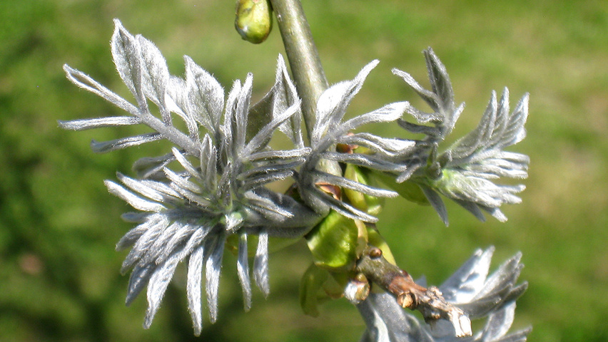 Maackia amurensis Blatt