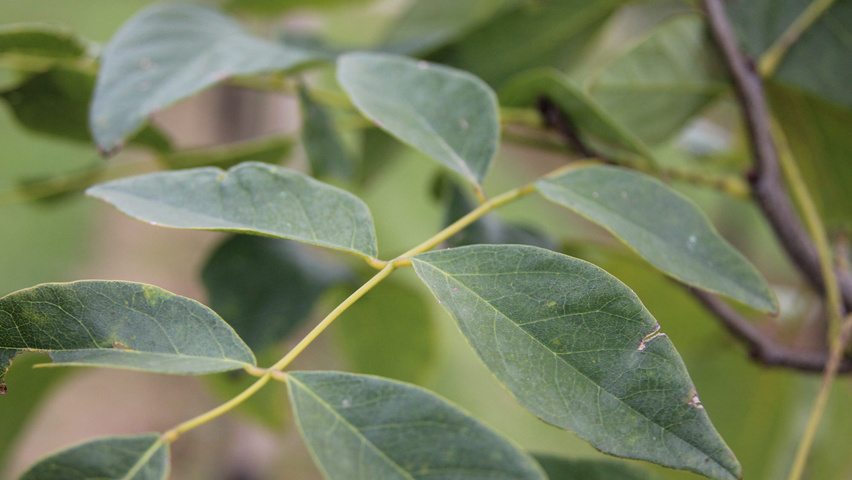 Maackia amurensis листья