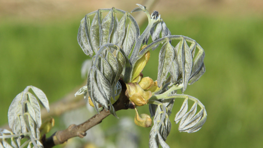 Maackia amurensis листья