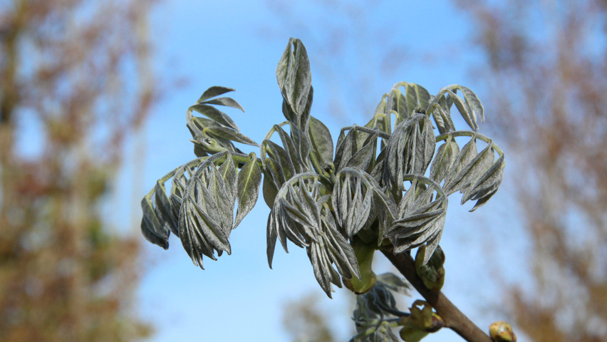 Maackia amurensis листья