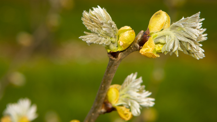 Maackia amurensis листья