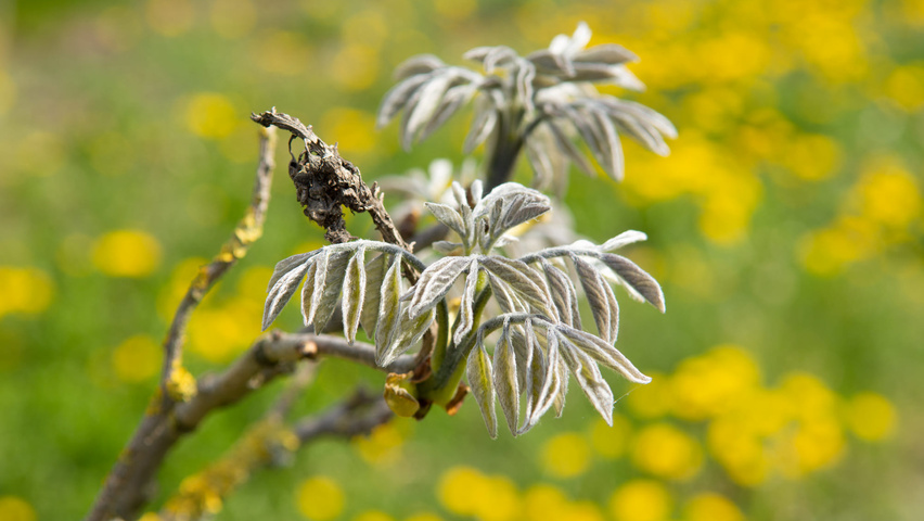 Maackia amurensis листья