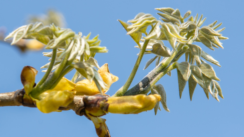 Maackia amurensis листья