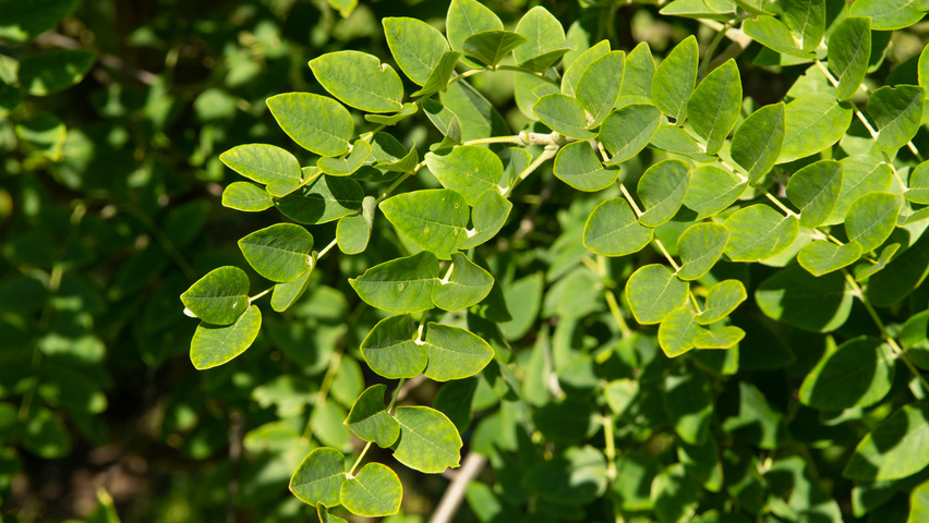 Maackia amurensis листья