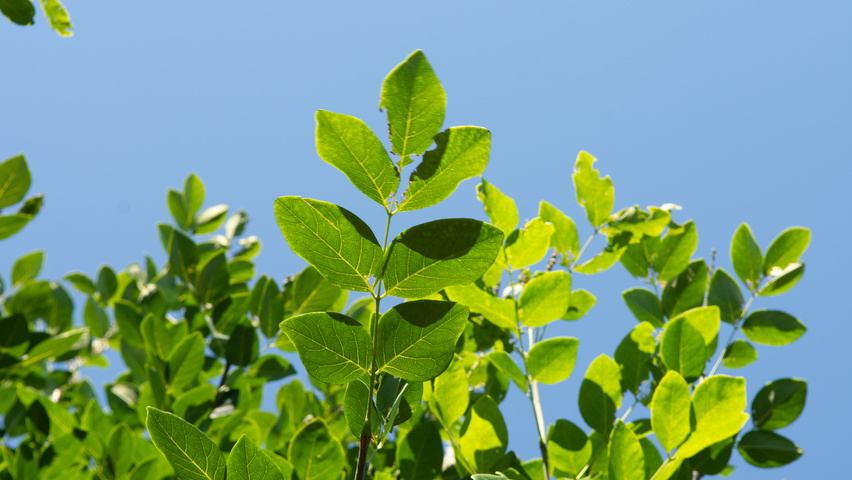 Maackia amurensis листья