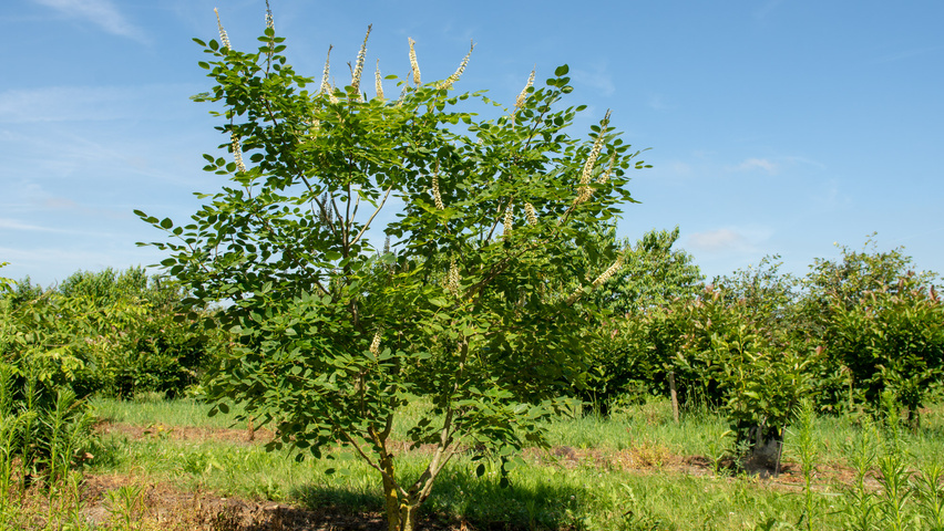 Maackia amurensis Многоствольные деревья
