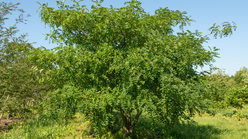 Maackia amurensis Многоствольные деревья