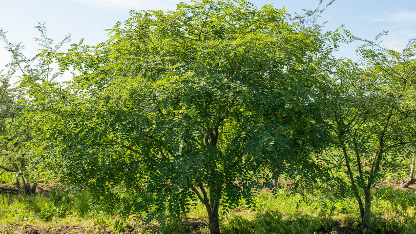 Maackia amurensis Многоствольные деревья