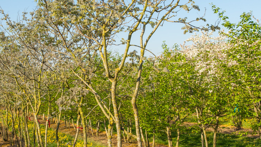 Maackia amurensis Многоствольные зонтичные формы