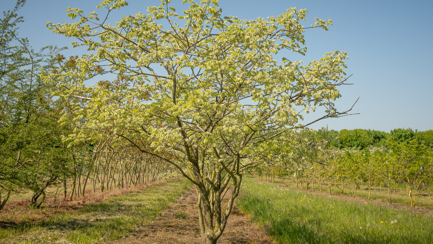Maackia amurensis Многоствольные зонтичные формы