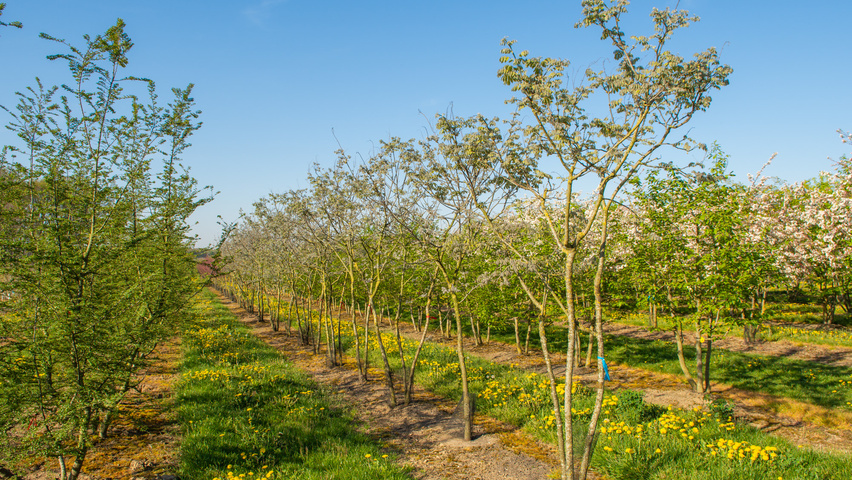 Maackia amurensis Многоствольные зонтичные формы