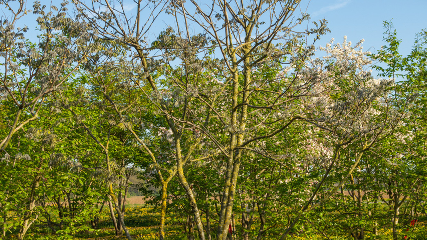 Maackia amurensis Многоствольные зонтичные формы