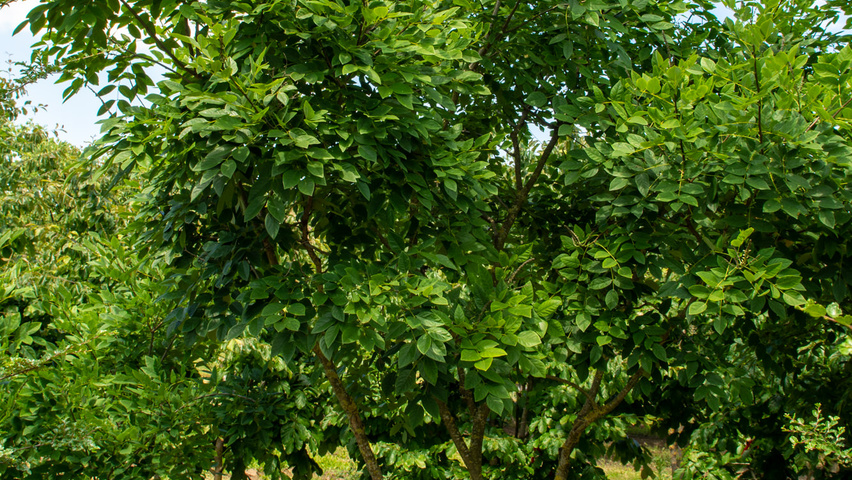 Maackia amurensis Многоствольные зонтичные формы