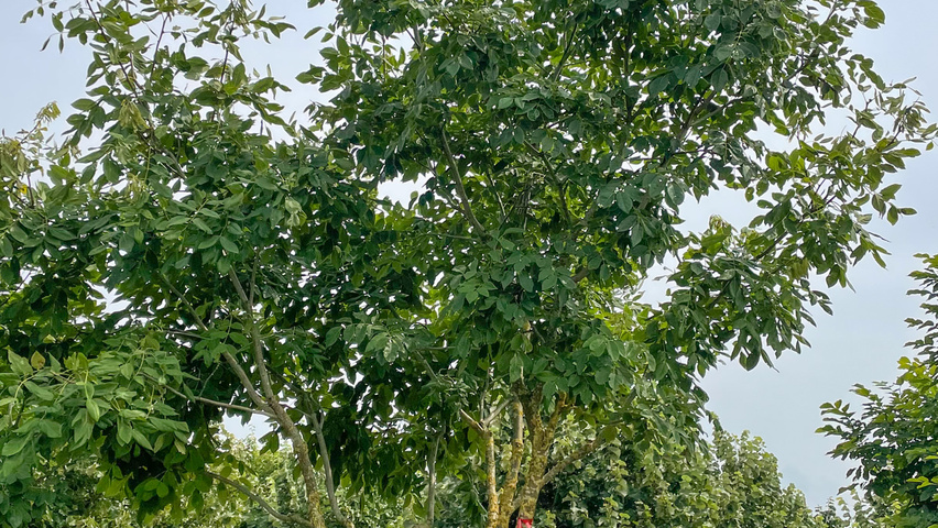 Maackia amurensis Многоствольные зонтичные формы