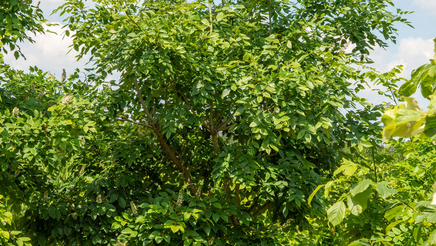 Maackia amurensis Многоствольные зонтичные формы