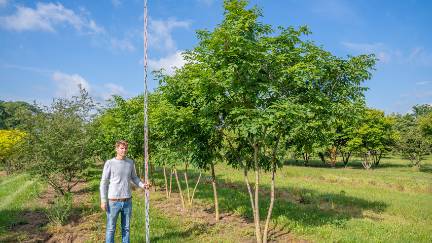 Maackia amurensis Многоствольные зонтичные формы
