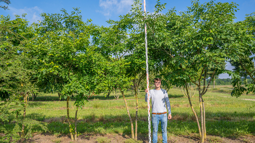 Maackia amurensis Многоствольные зонтичные формы