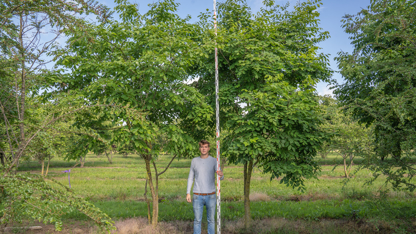 Maackia amurensis Многоствольные зонтичные формы