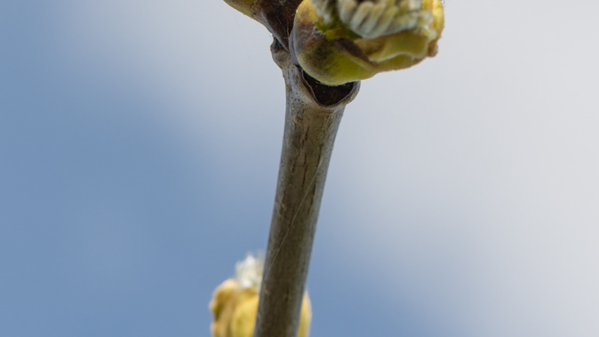 Maackia amurensis ветви