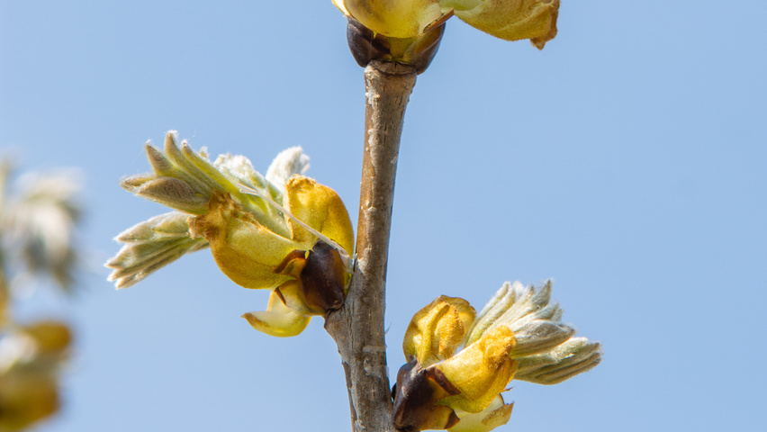 Maackia amurensis ветви