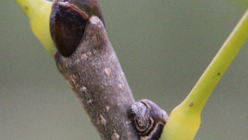 Maackia amurensis ветви