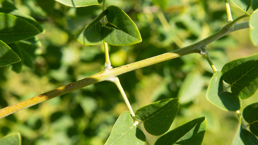 Maackia amurensis ветви