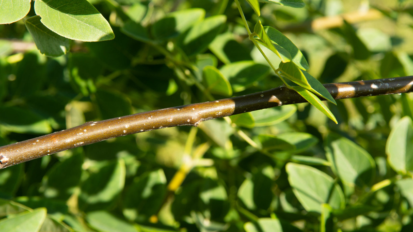 Maackia amurensis ветви