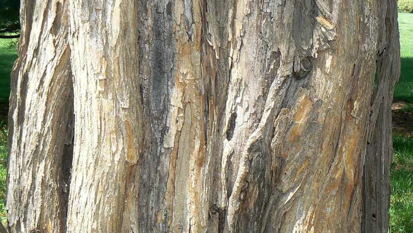 Maclura pomifera bark