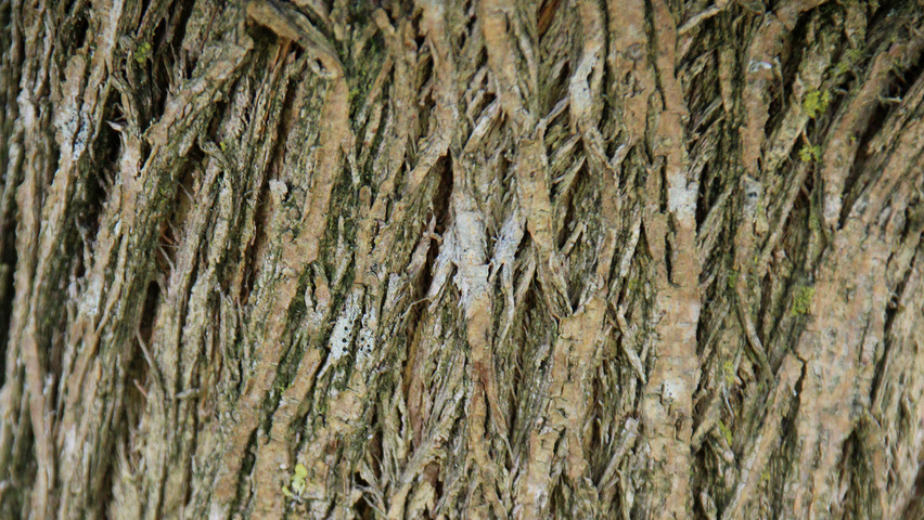 Maclura pomifera bark