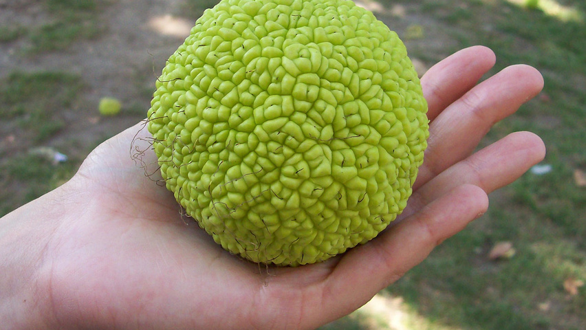Maclura pomifera fruits