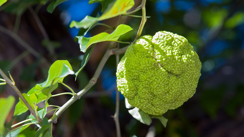 Maclura pomifera fruits