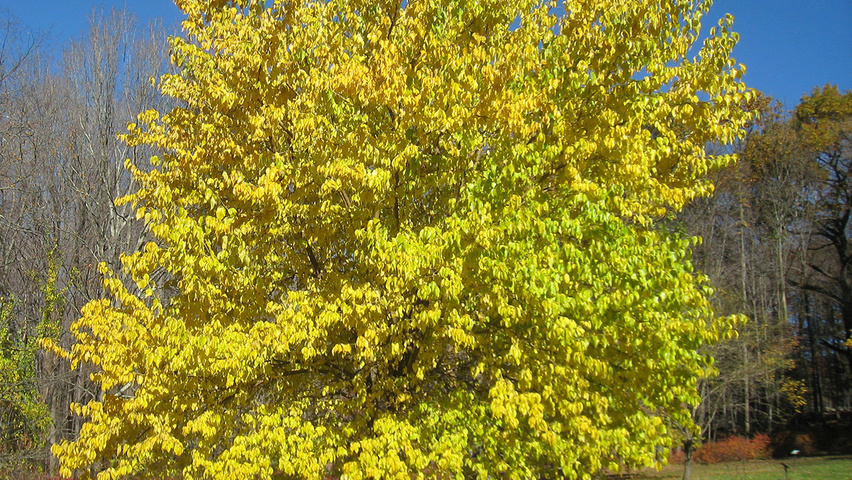 Maclura pomifera standard tree