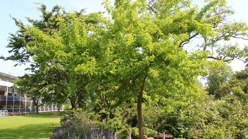 Maclura pomifera standard tree