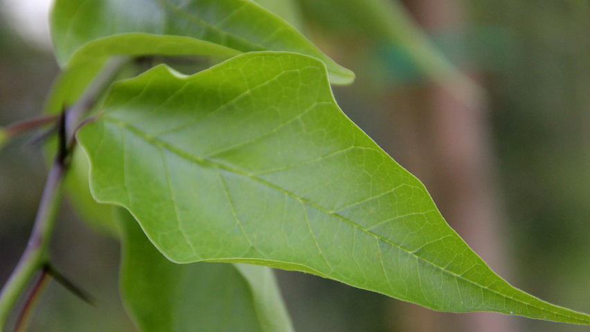 Maclura pomifera leaves