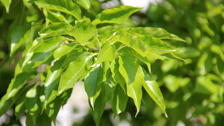 Maclura pomifera leaves