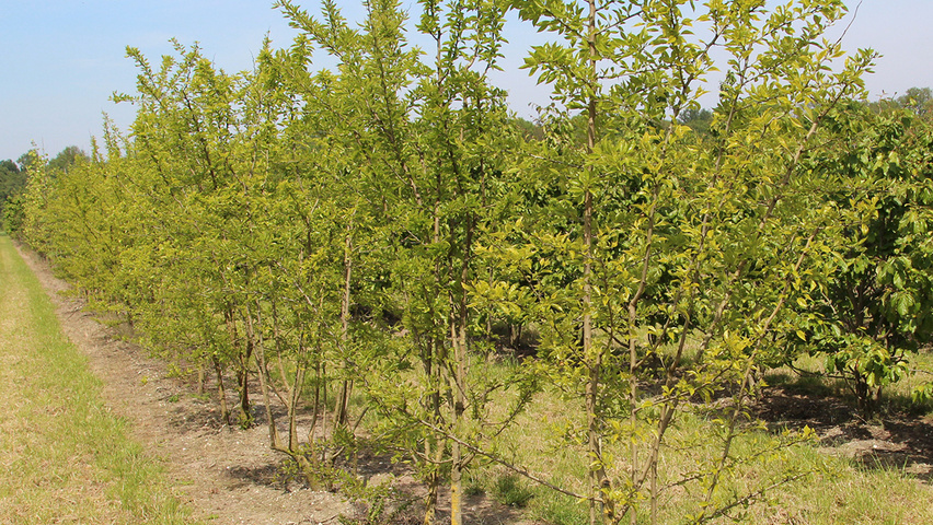 Maclura pomifera multi-stem