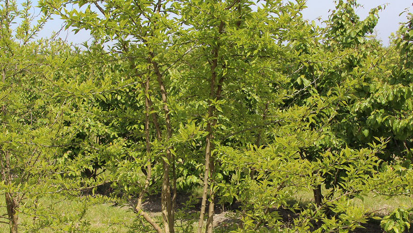 Maclura pomifera multi-stem