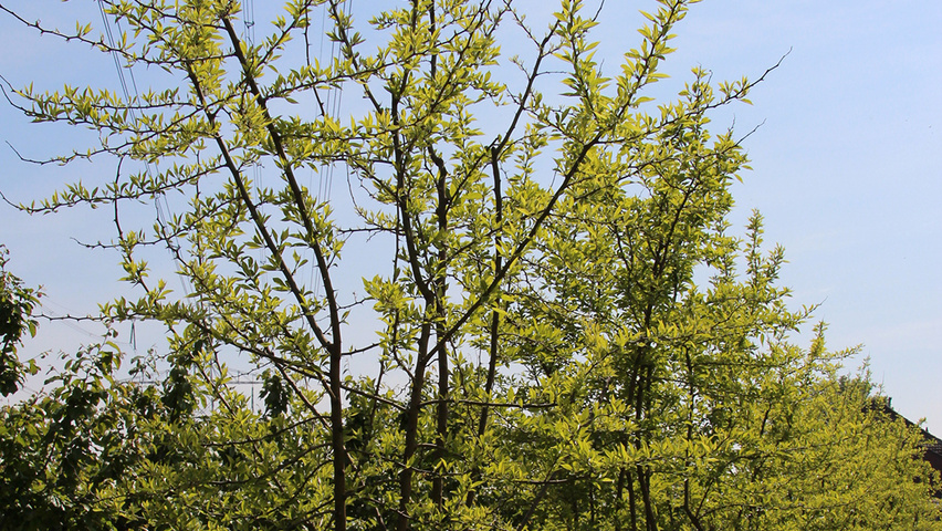 Maclura pomifera multi-stem