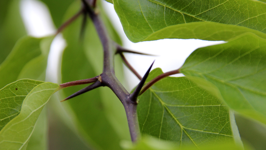 Maclura pomifera twigs