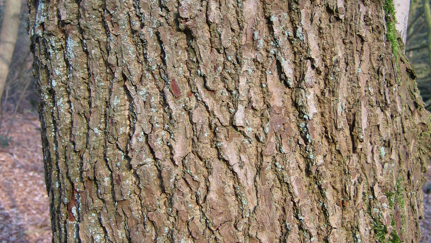 Magnolia acuminata Rinden