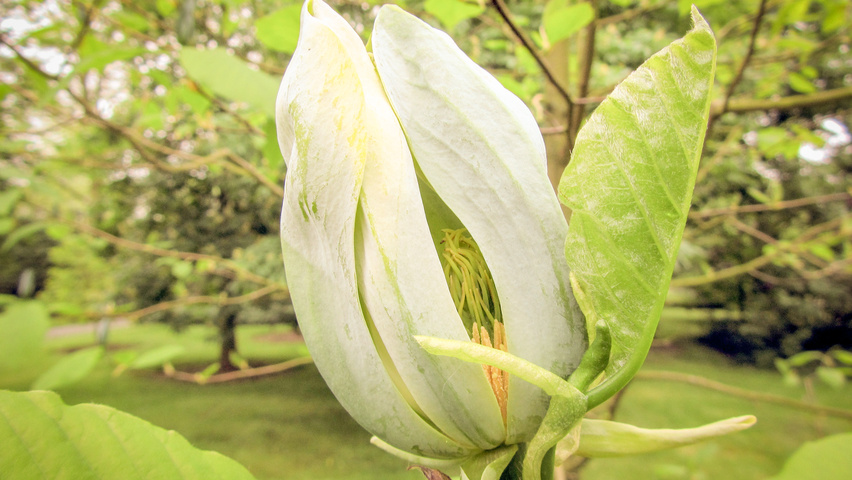Magnolia acuminata Blumen